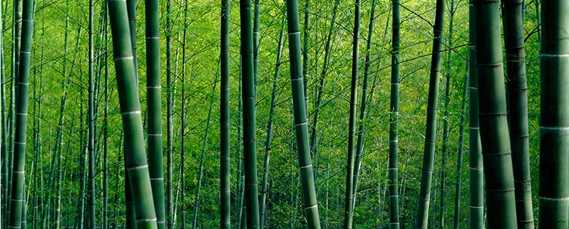 Las curiosidades del mundo el bambú gigante