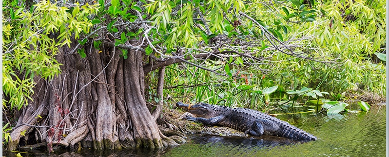 Las curiosidades del mundo de los cocodrilos
