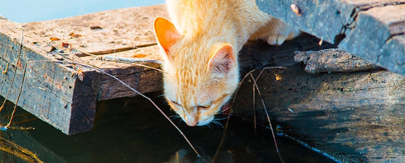 Las curiosidades del mundo el gato puede beber agua de mar