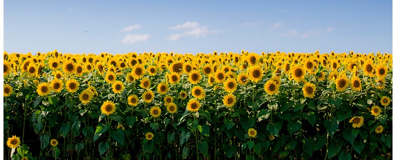 Las curiosidades del mundo de los girasoles
