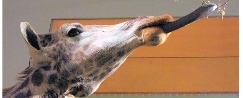 Las curiosidades del mundo la lengua de las jirafas