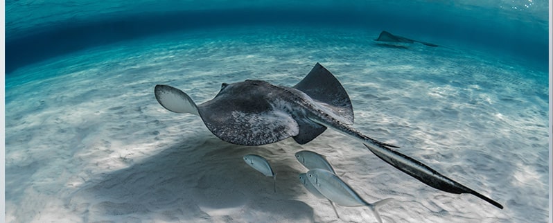 Las curiosidades del mundo la mantarraya