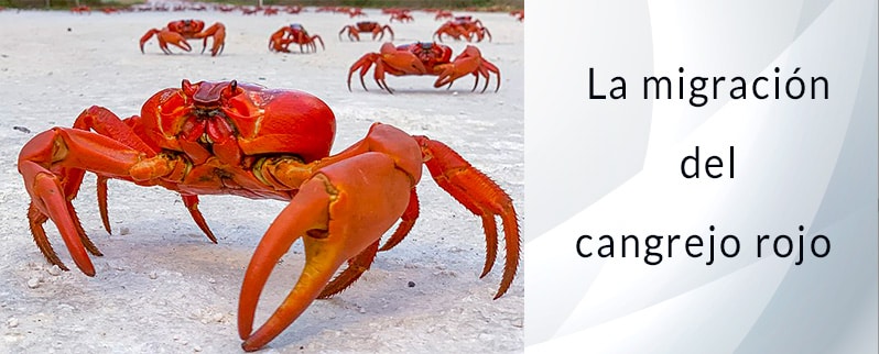 Las curiosidades del mundo la migración del cangrejo rojo