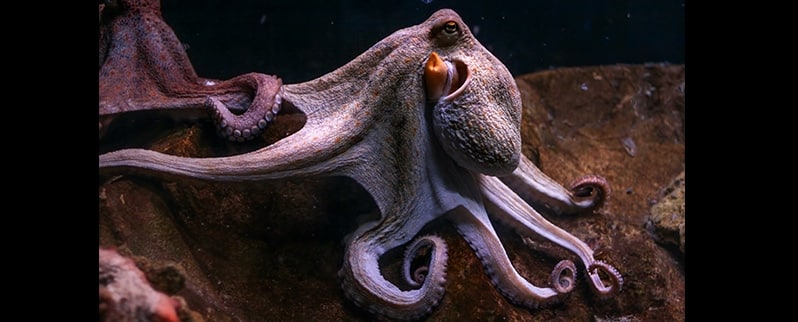 Las curiosidades del mundo el mimetismo del pulpo