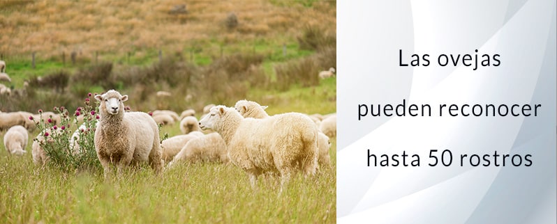 Las curiosidades del mundo las ovejas reconocen rostros