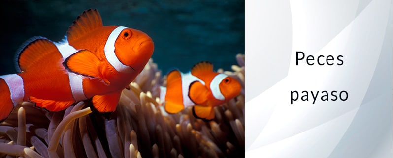 Las curiosidades del mundo los peces payaso