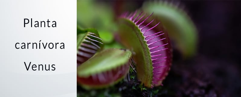 Las curiosidades del mundo de la planta carnívora Venus