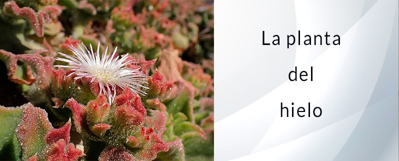 Las curiosidades del mundo de la planta del hielo