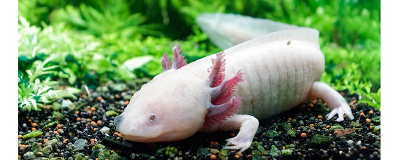 Las curiosidades del mundo de la regeneración del Axolote